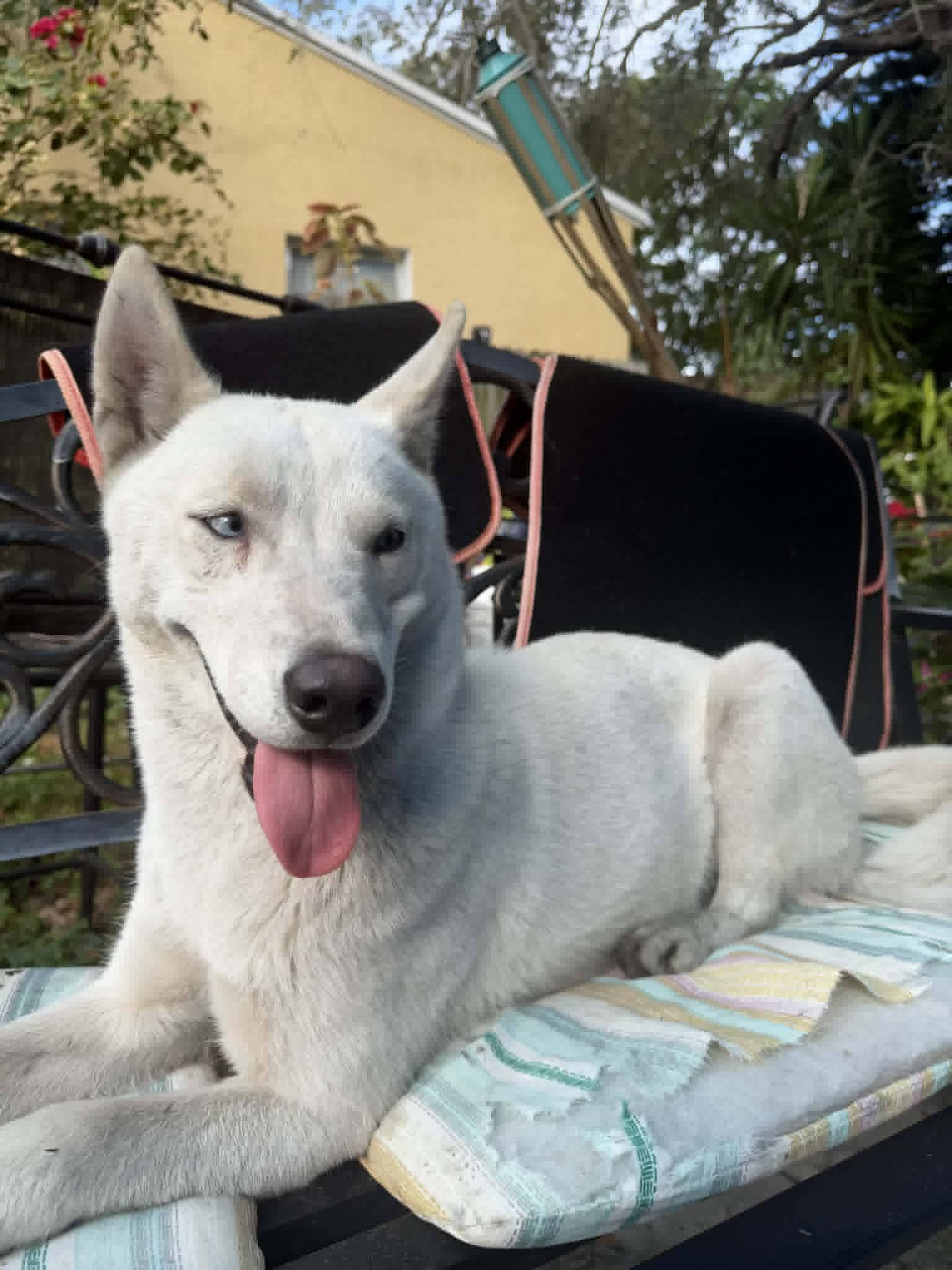 Enlarge Maggie May , a ADOPTABLE Husky in New Smyrna Beach, FL image 2/2