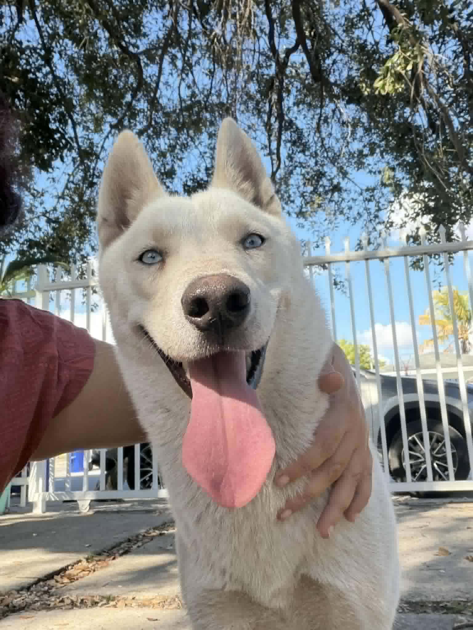 Enlarge Maggie May , a ADOPTABLE Husky in New Smyrna Beach, FL image 1/2