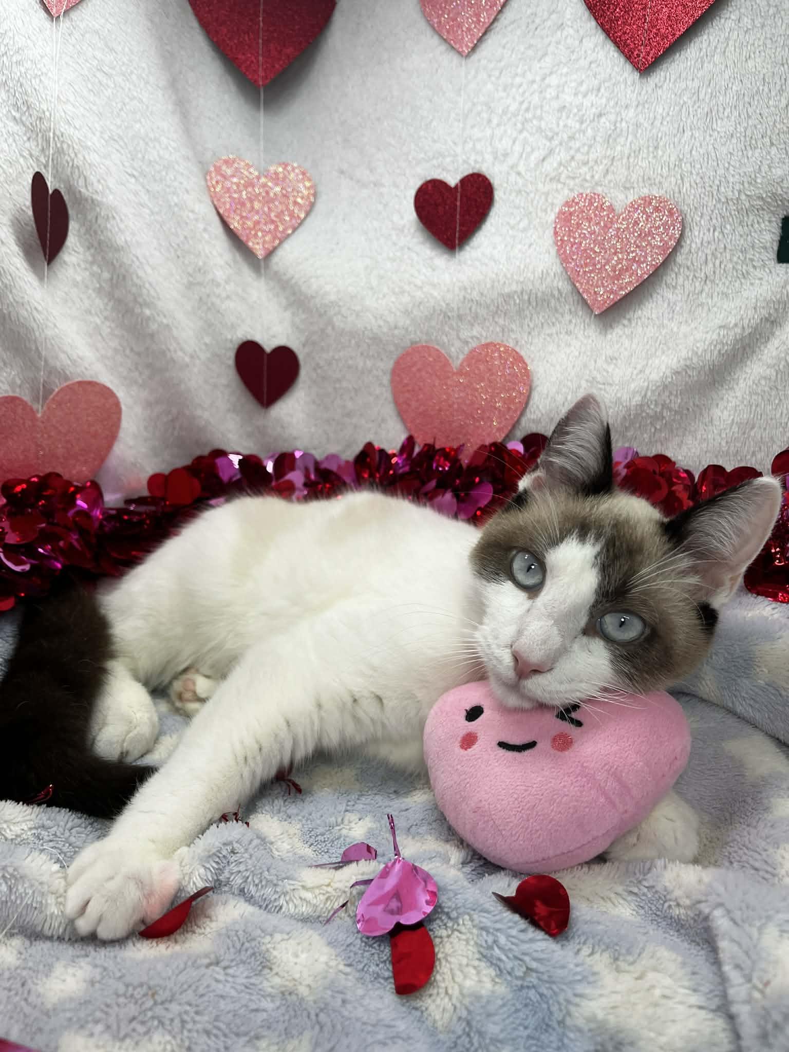 Champ, an adoptable mixed breed in Tavares, FL image 2/4