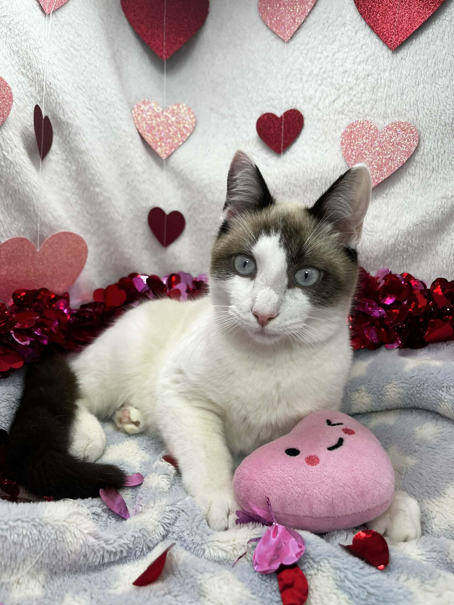 Champ, adoptable, Young Male Snowshoe & Siamese.