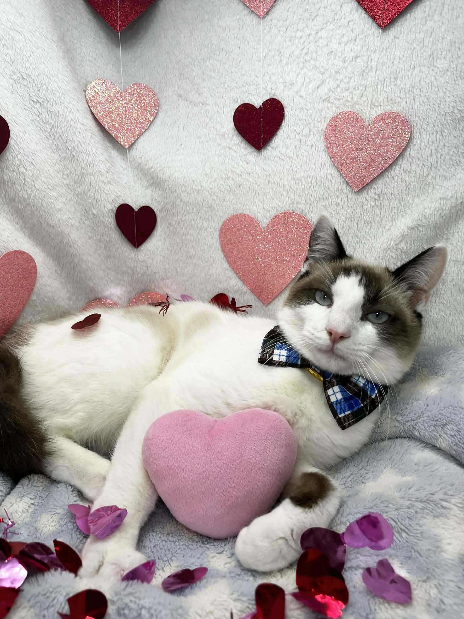 Champ, an adoptable mixed breed in Tavares, FL image 4/4