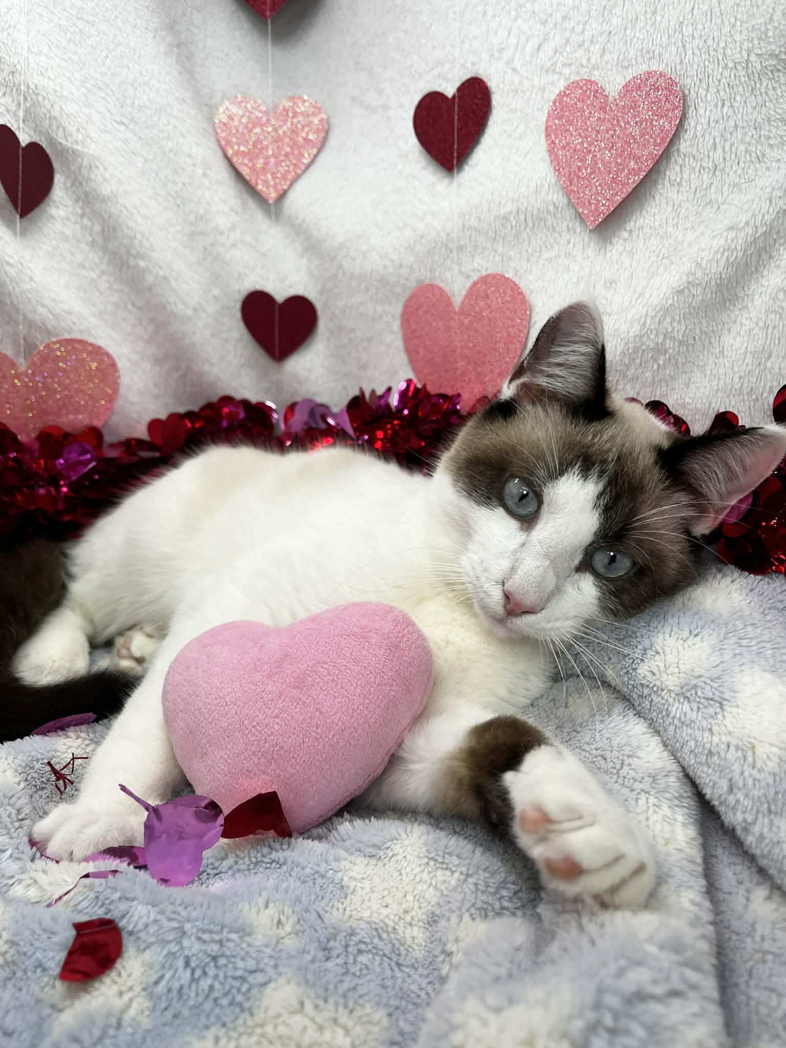 Champ, an adoptable mixed breed in Tavares, FL image 3/4