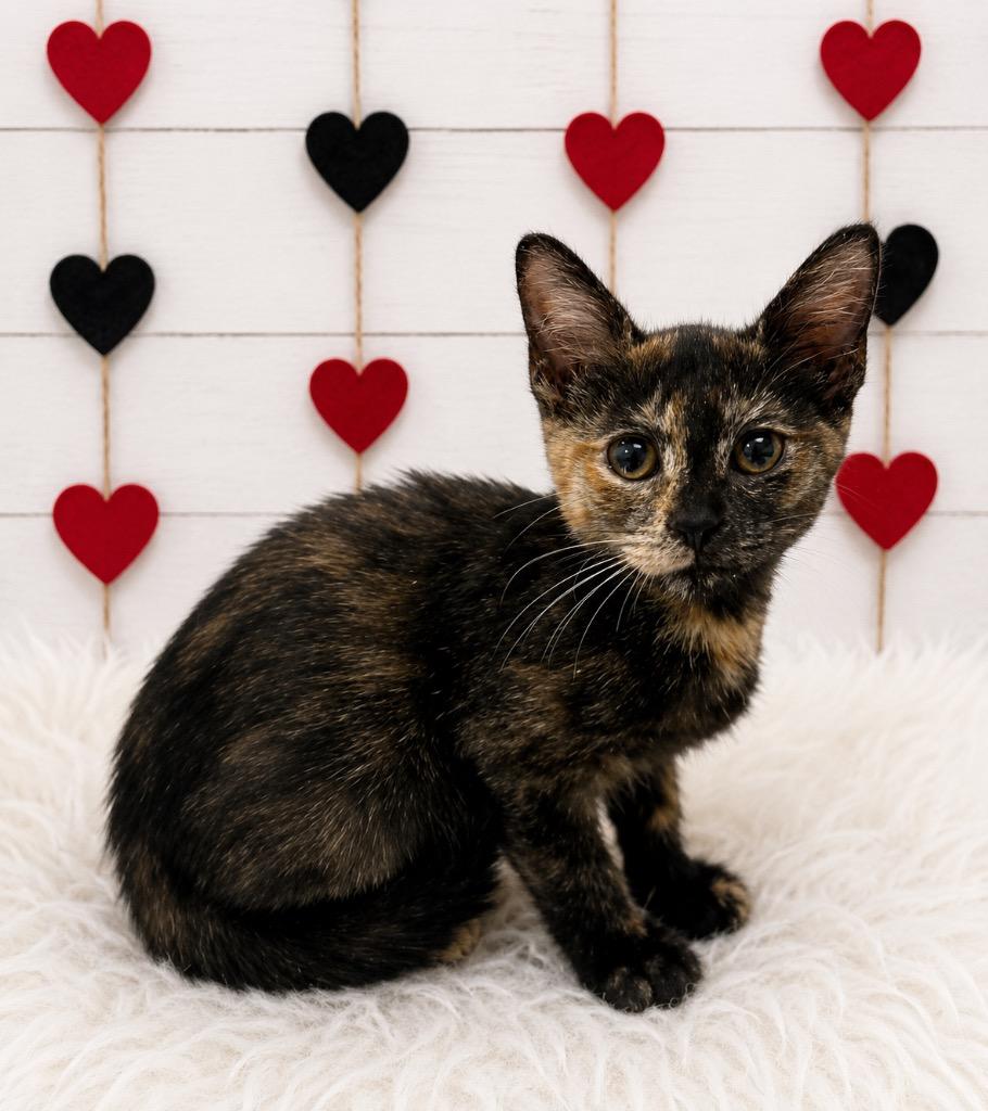 Honey, Adoptable, Kitten Female Domestic Short Hair.