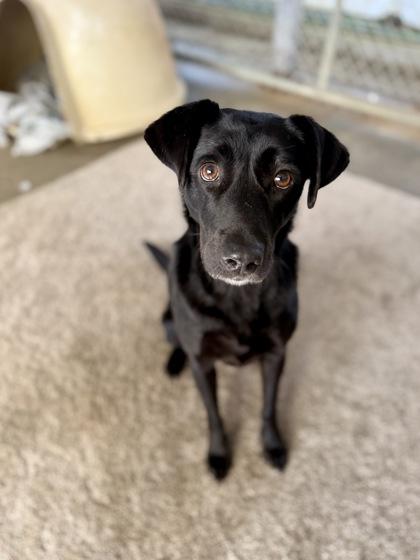 Liza, Adoptable, Young Female Labrador Retriever & Mixed Breed.