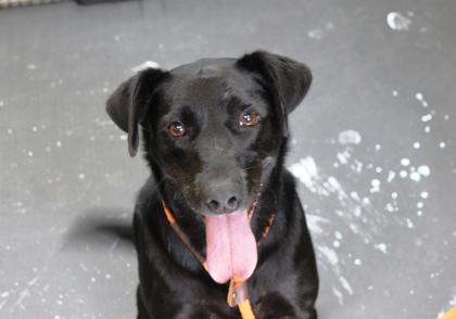 Enlarge Liza, a Adoptable mixed breed in Picayune, MS image 1/3