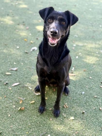 Enlarge Liza, a Adoptable mixed breed in Picayune, MS image 2/3