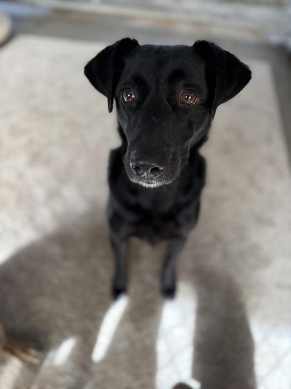 Enlarge Liza, a Adoptable mixed breed in Picayune, MS image 2/3