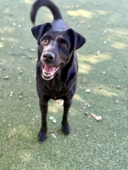 Enlarge Liza, a Adoptable mixed breed in Picayune, MS image 3/3