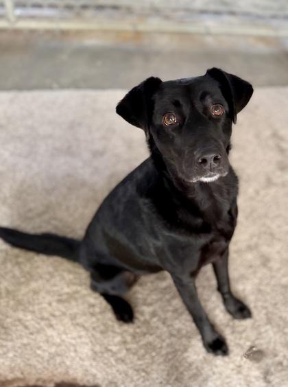 Enlarge Liza, a Adoptable mixed breed in Picayune, MS image 3/3