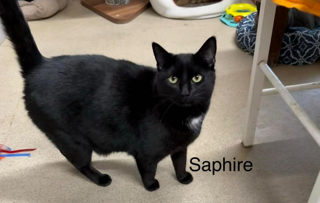 Enlarge Saphire, a Adoptable mixed breed in Plattsburgh, NY image 1/1