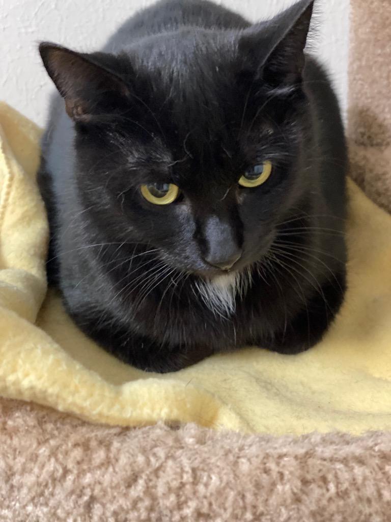 Saphire, Adoptable, Adult Female Domestic Short Hair.