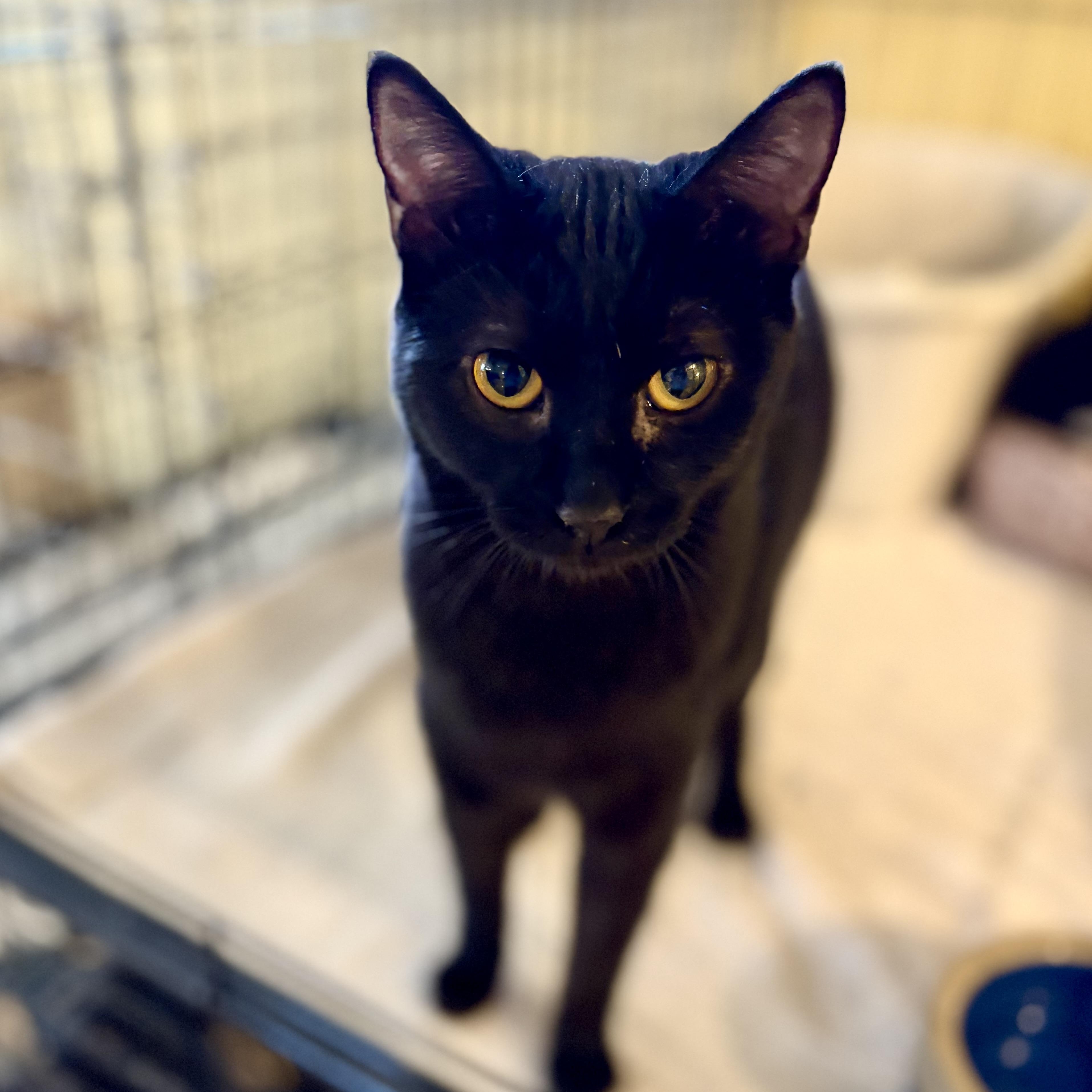 Yoda, a Adoptable Domestic Short Hair in Greensboro, NC image 6/6