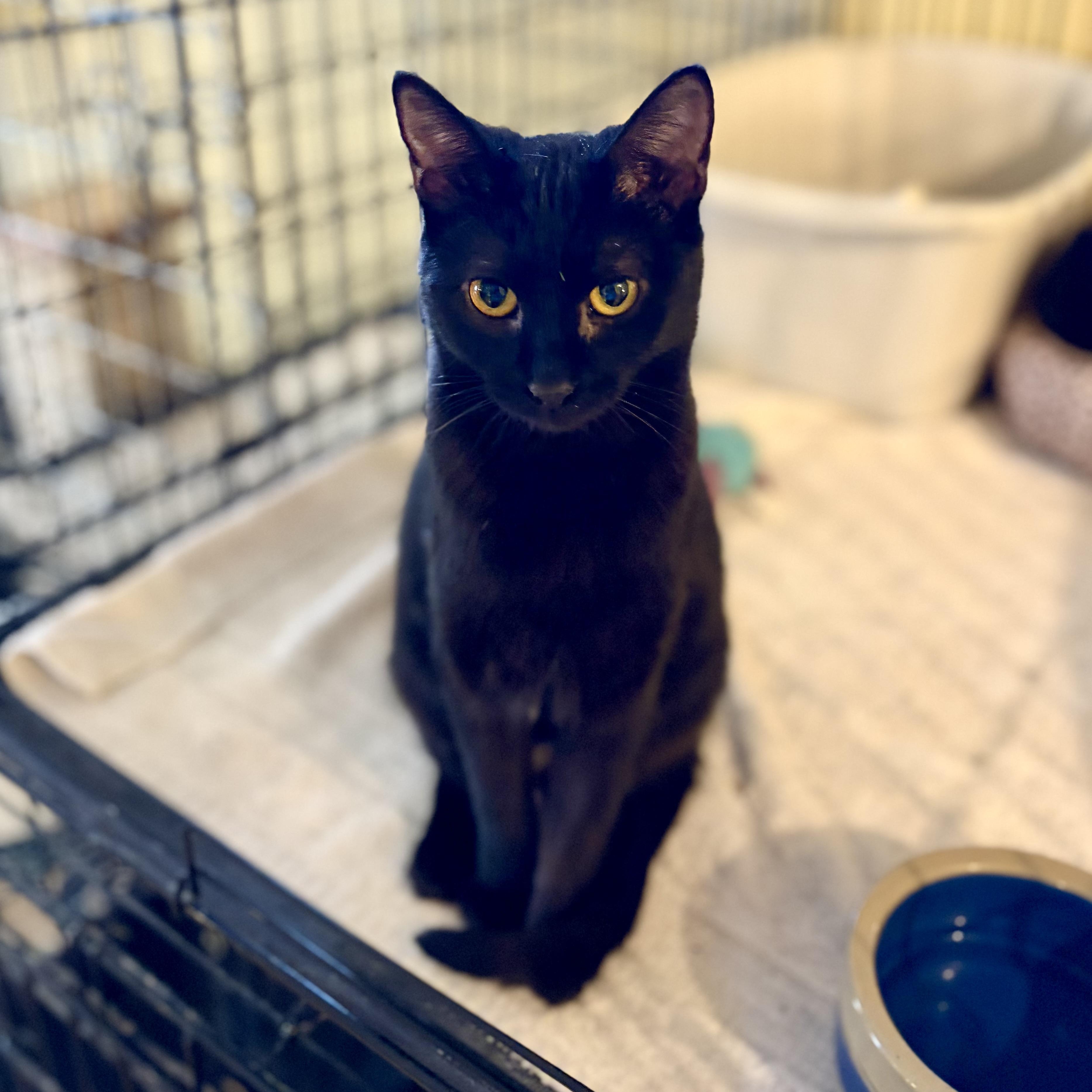 Yoda, a Adoptable Domestic Short Hair in Greensboro, NC image 4/6