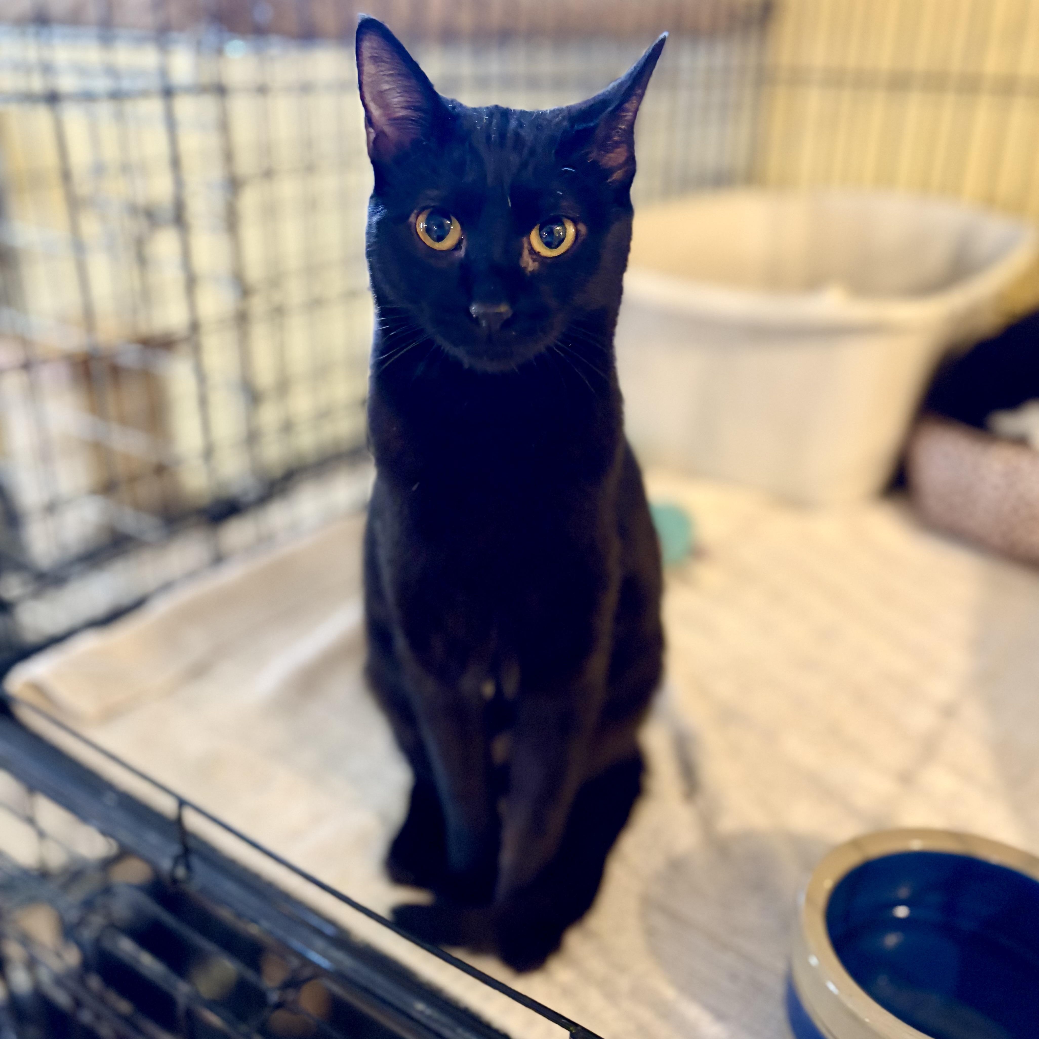 Yoda, a Adoptable Domestic Short Hair in Greensboro, NC image 2/6