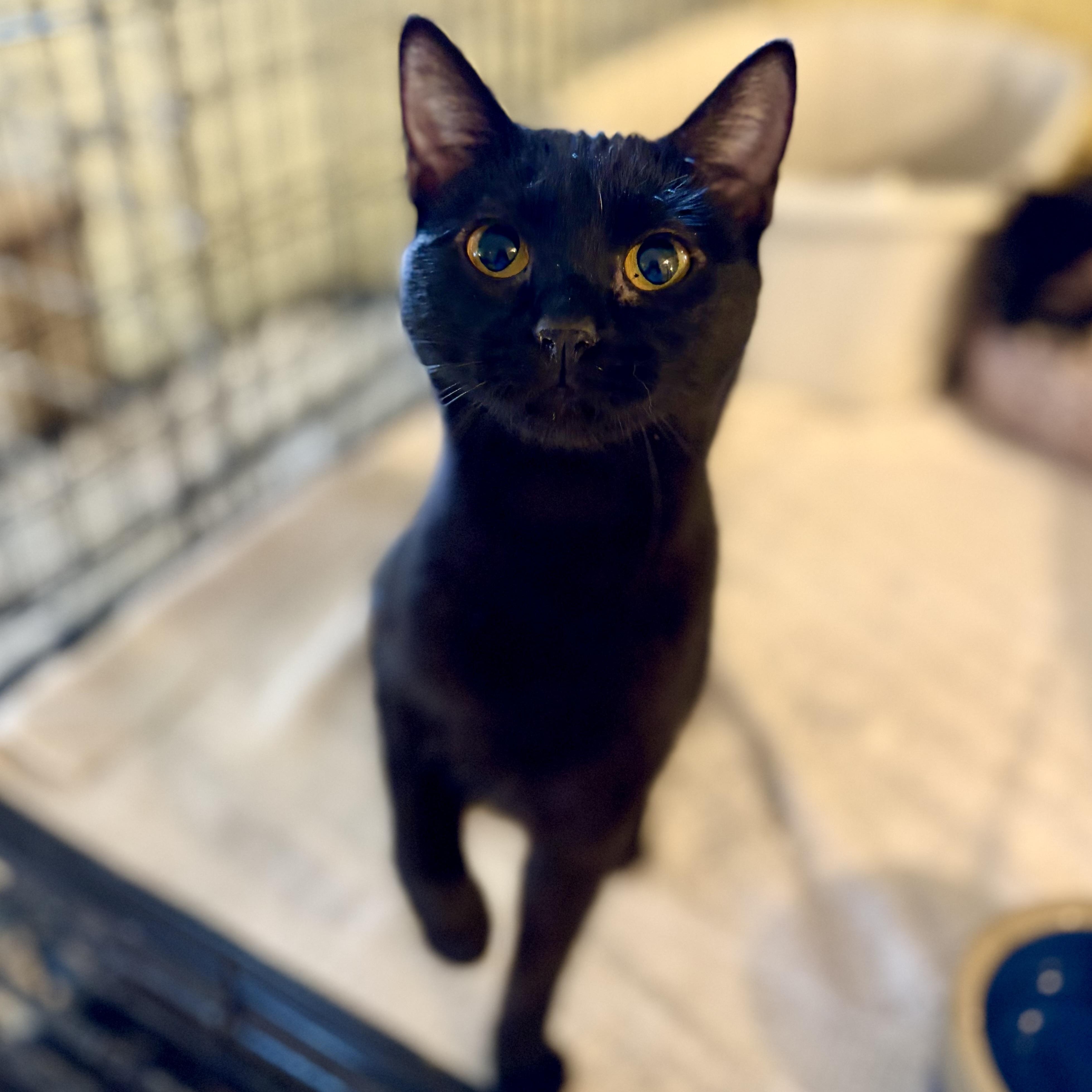 Yoda, a Adoptable Domestic Short Hair in Greensboro, NC image 3/6