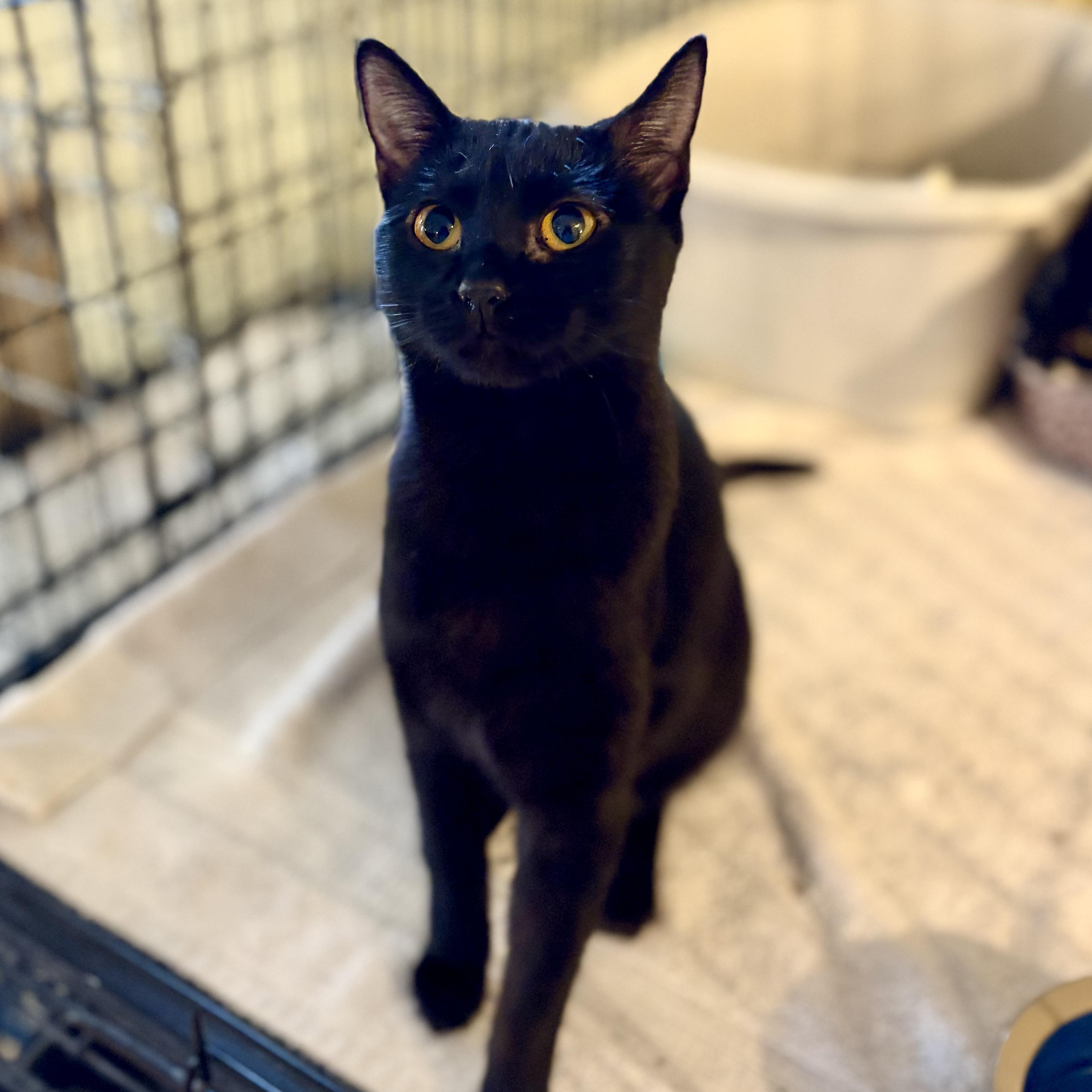 Yoda, a Adoptable Domestic Short Hair in Greensboro, NC image 1/6
