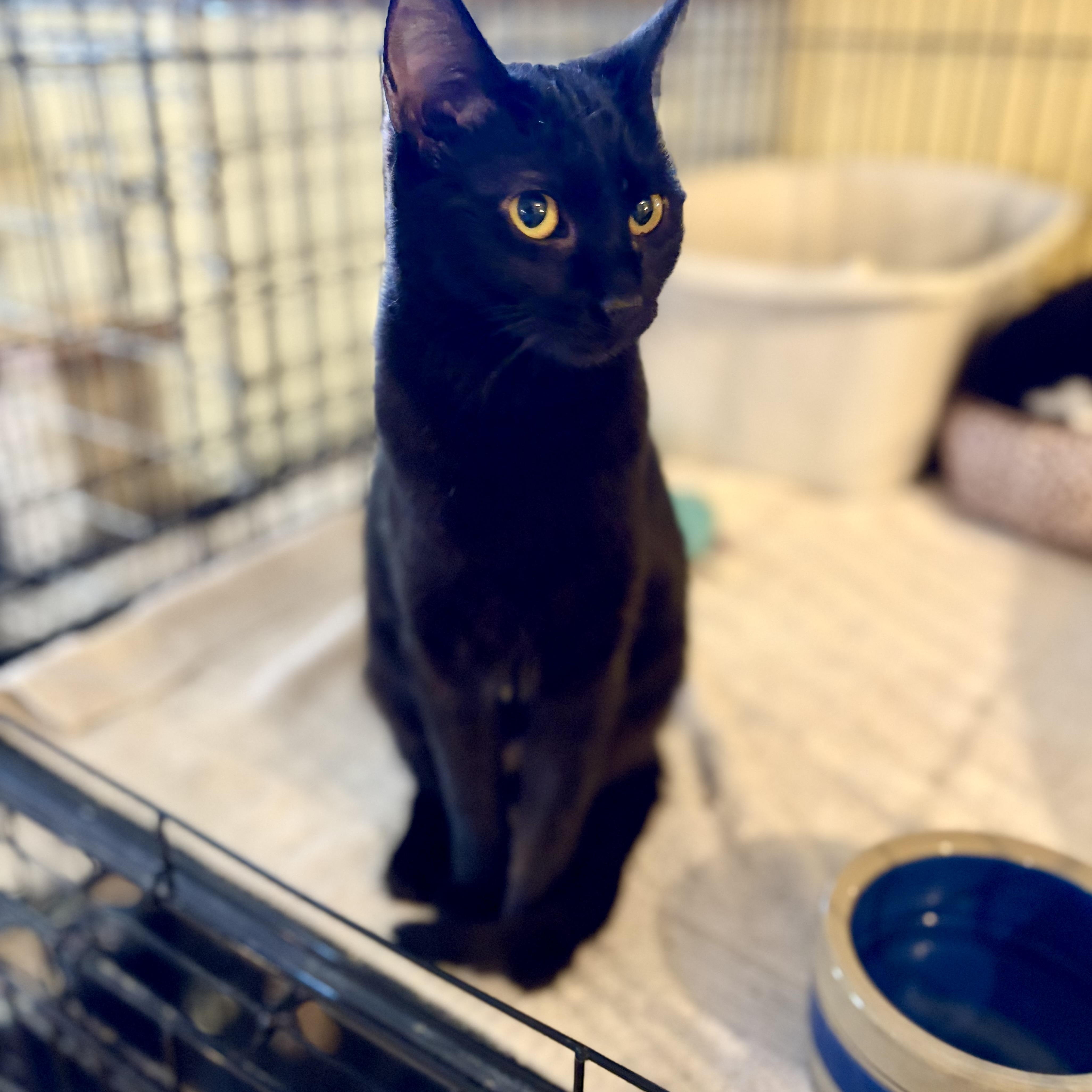 Yoda, a Adoptable Domestic Short Hair in Greensboro, NC image 5/6