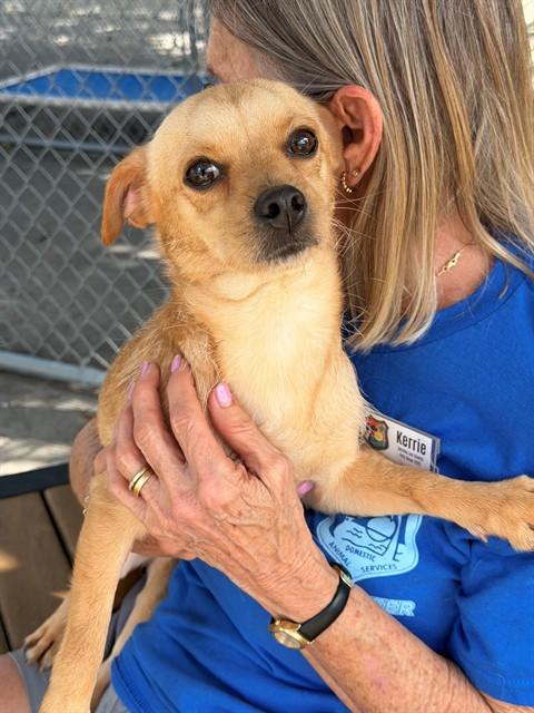 Enlarge ZEBBY, a Adoptable Terrier in Fort Myers, FL image 1/1