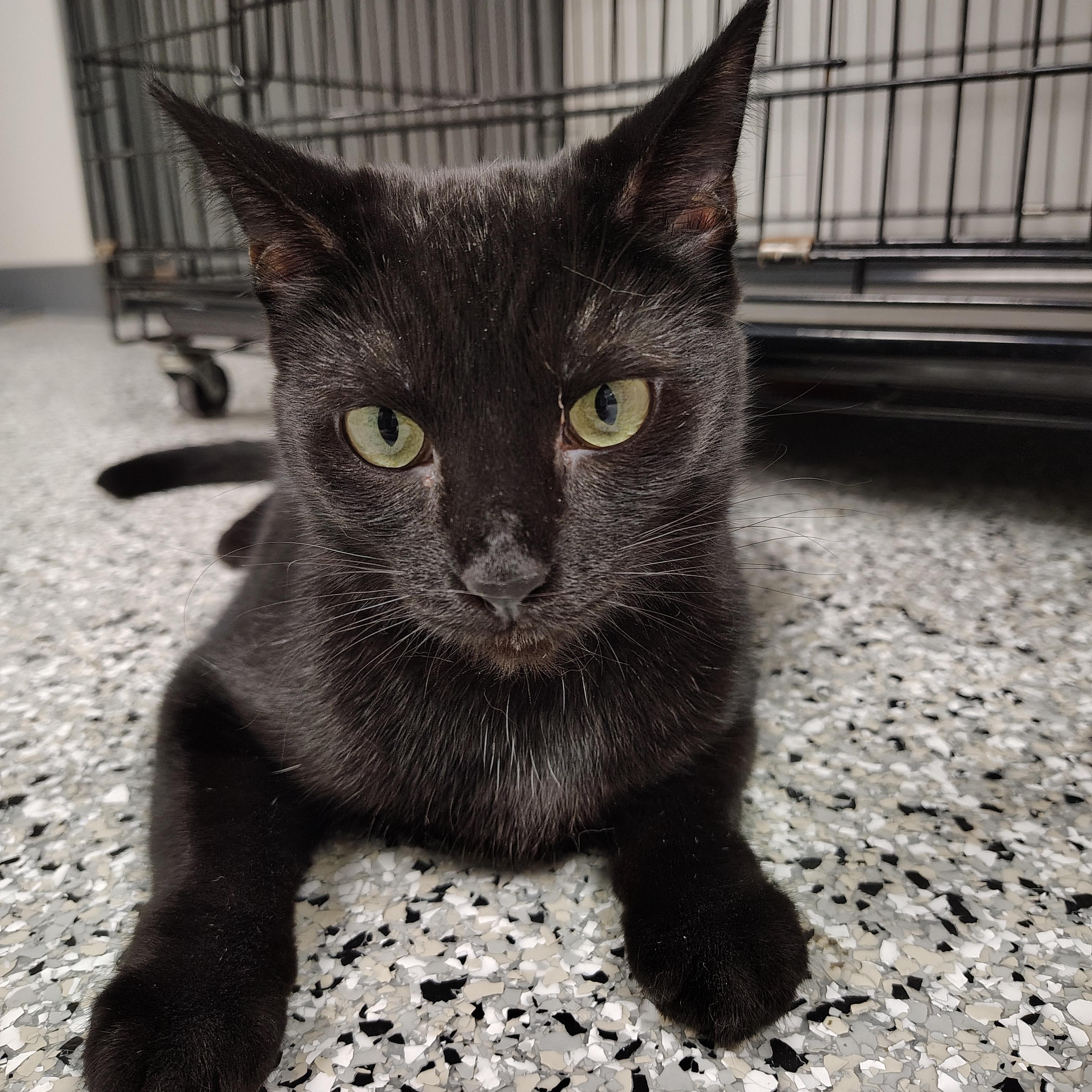 Roxie, Adoptable, Young Female American Shorthair.