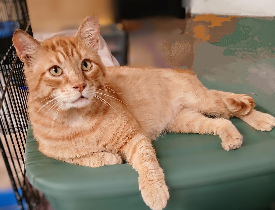 Billy Bob, Adoptable, Adult Male Tabby.