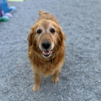 Miss Pretty #7180, a Adoptable Golden Retriever in Louisville, KY image 1/6