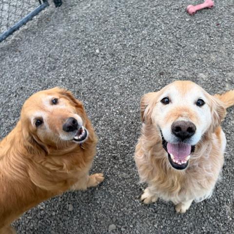 Miss Pretty #7180, a Adoptable Golden Retriever in Louisville, KY image 2/6