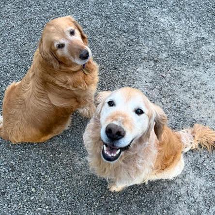 Miss Pretty #7180, a Adoptable Golden Retriever in Louisville, KY image 4/6