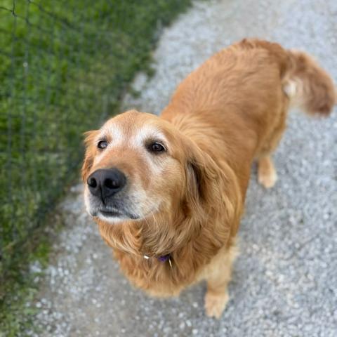 Miss Pretty #7180, a Adoptable Golden Retriever in Louisville, KY image 5/6