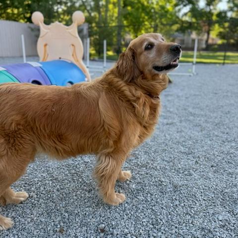 Miss Pretty #7180, a Adoptable Golden Retriever in Louisville, KY image 6/6