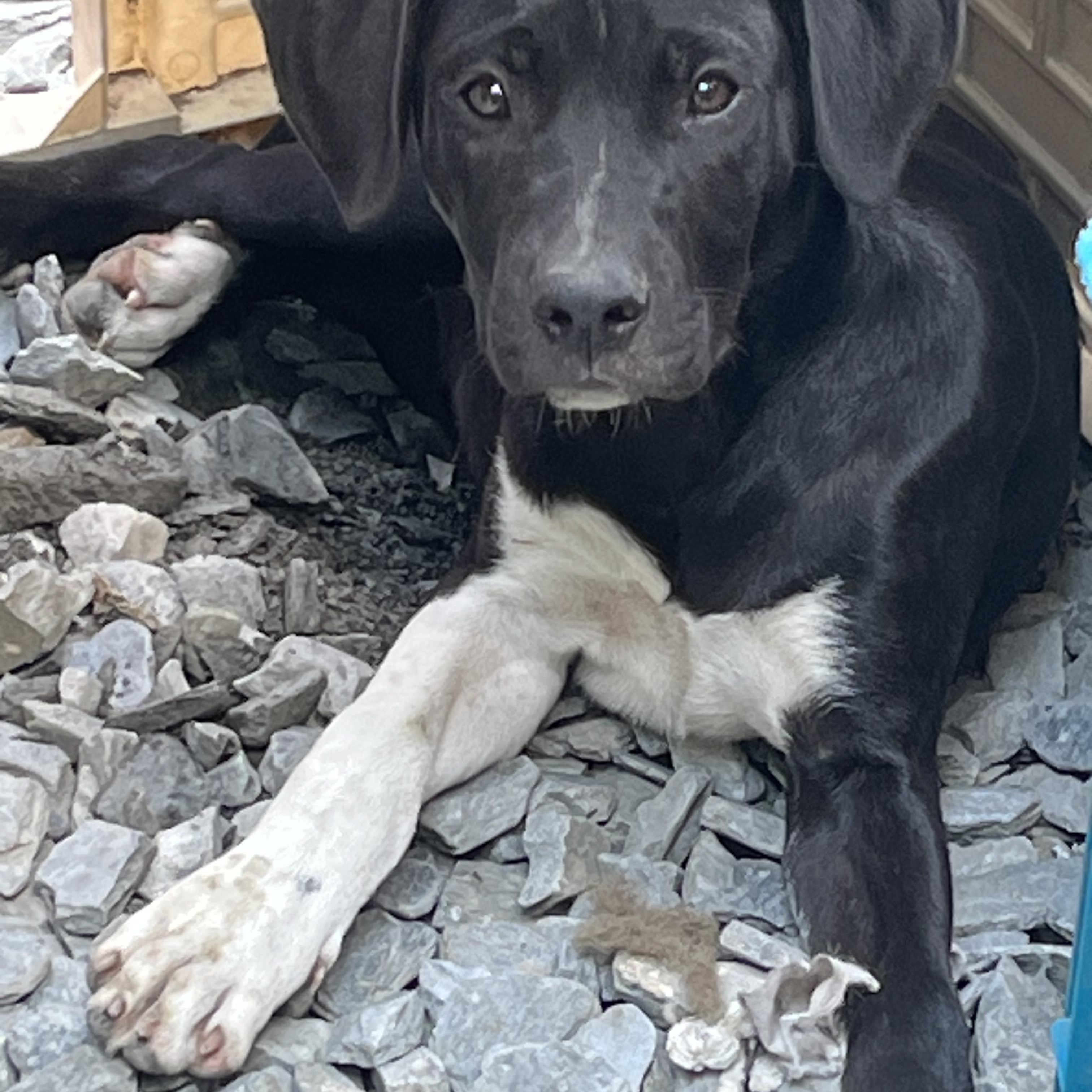 Tamara (Reduced Fee Until 12/15), a Adoptable mixed breed in Portland, ME image 1/2