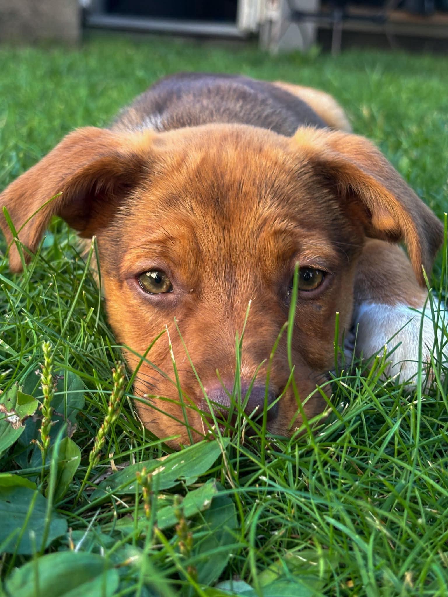Enlarge Willow, an adopted Mixed Breed in De Pere, WI image 3/3