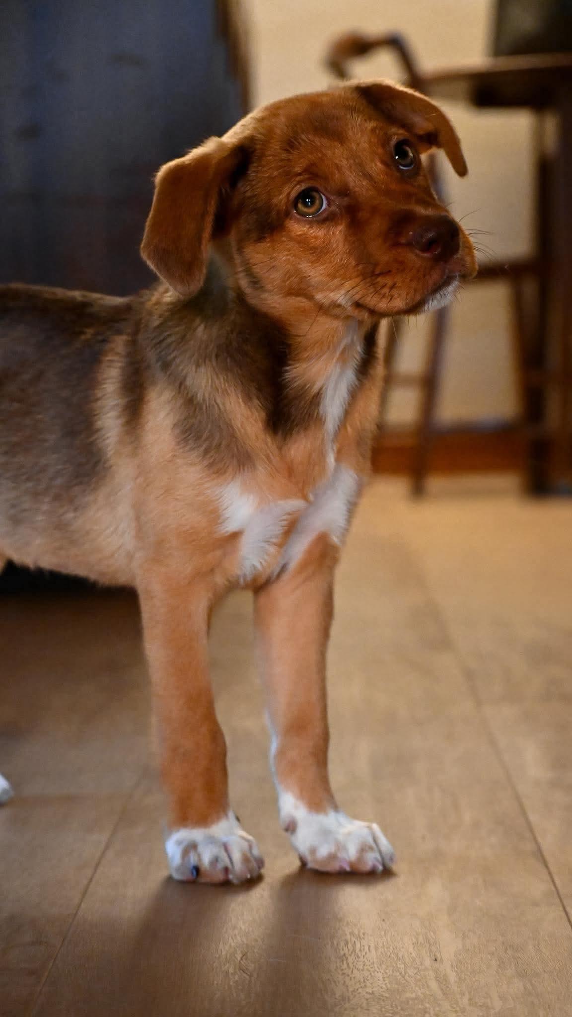 Enlarge Willow, an adopted Mixed Breed in De Pere, WI image 2/3