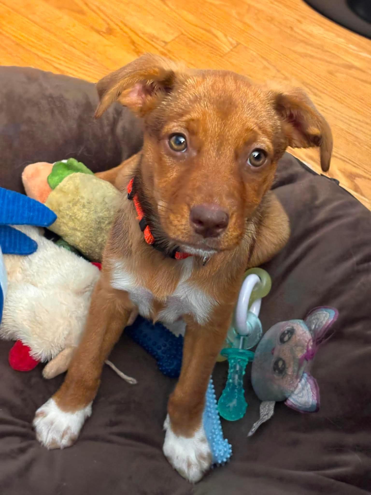 Willow, adopted, Puppy Female Mixed Breed.