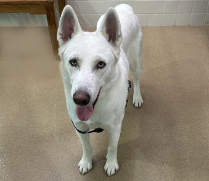 Enlarge Ghost, a Adoptable mixed breed in Lewisville, TX image 1/1
