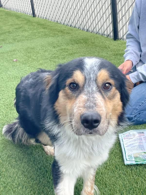 Enlarge Aries, an adopted mixed breed in Prineville, OR image 2/4