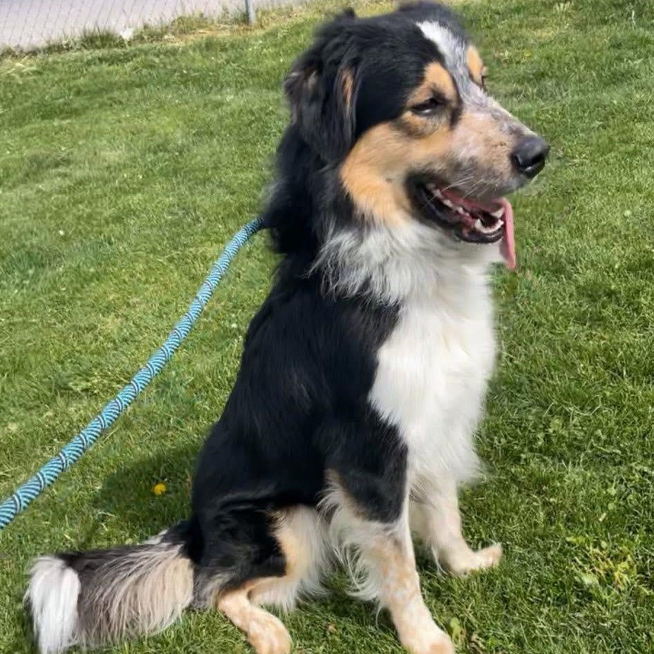 Enlarge Aries, an adopted mixed breed in Prineville, OR image 4/4