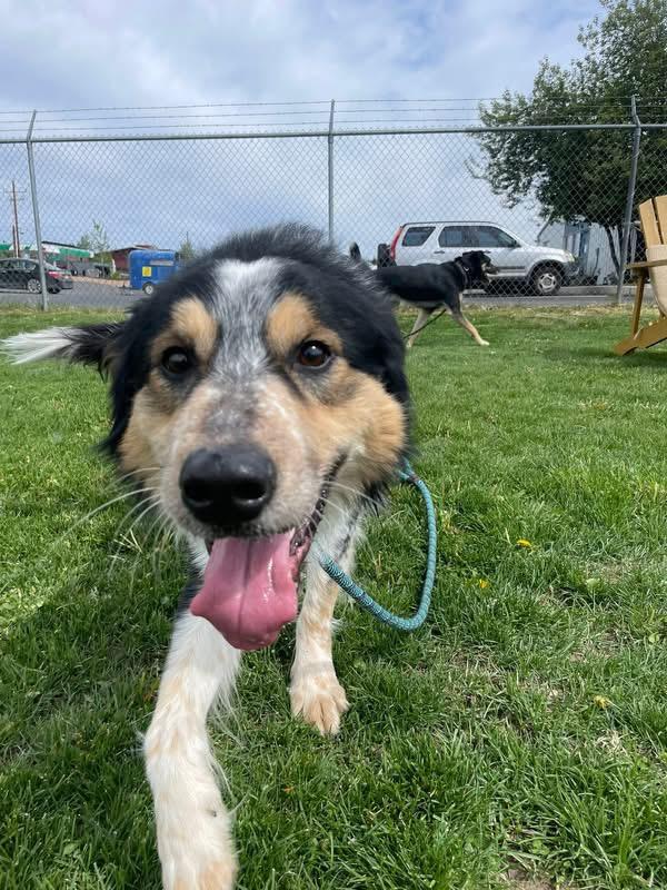 Enlarge Aries, an adopted mixed breed in Prineville, OR image 3/4