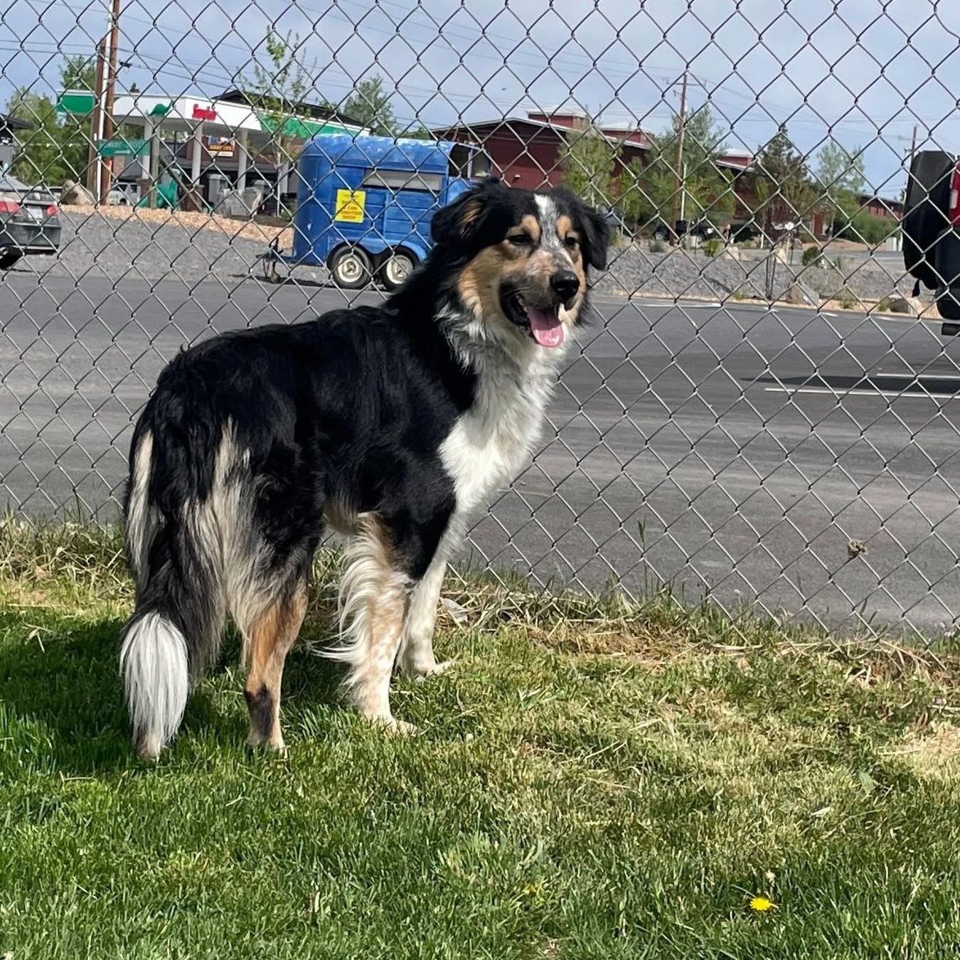 Enlarge Aries, an adopted mixed breed in Prineville, OR image 1/4