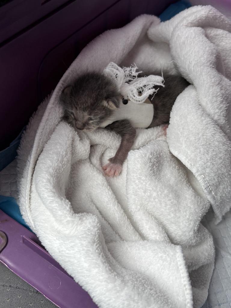 Enlarge Angelica, a Adoptable mixed breed in Weatherford, TX image 2/2