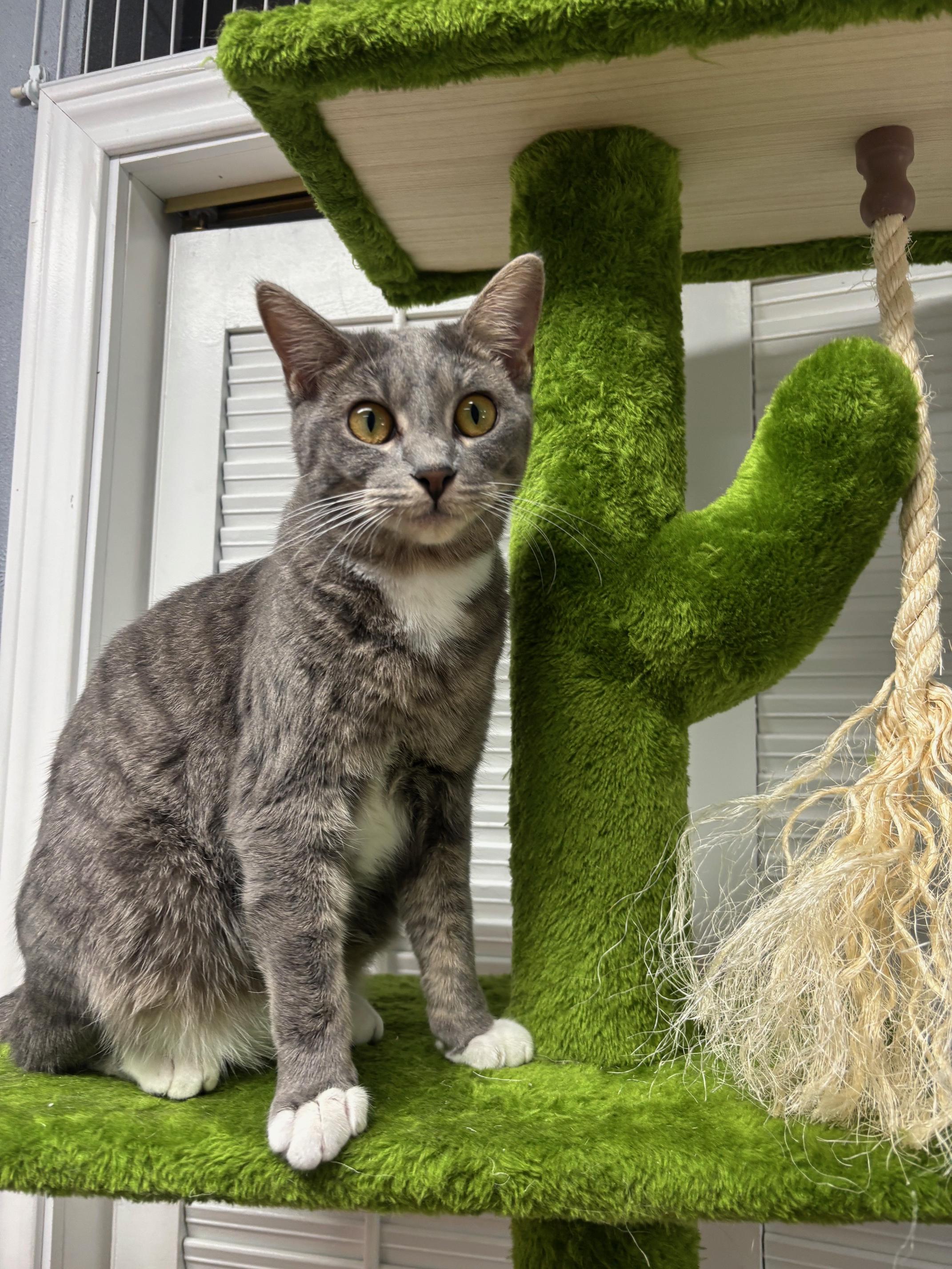 Enlarge Angelica, a Adoptable mixed breed in Weatherford, TX image 1/2