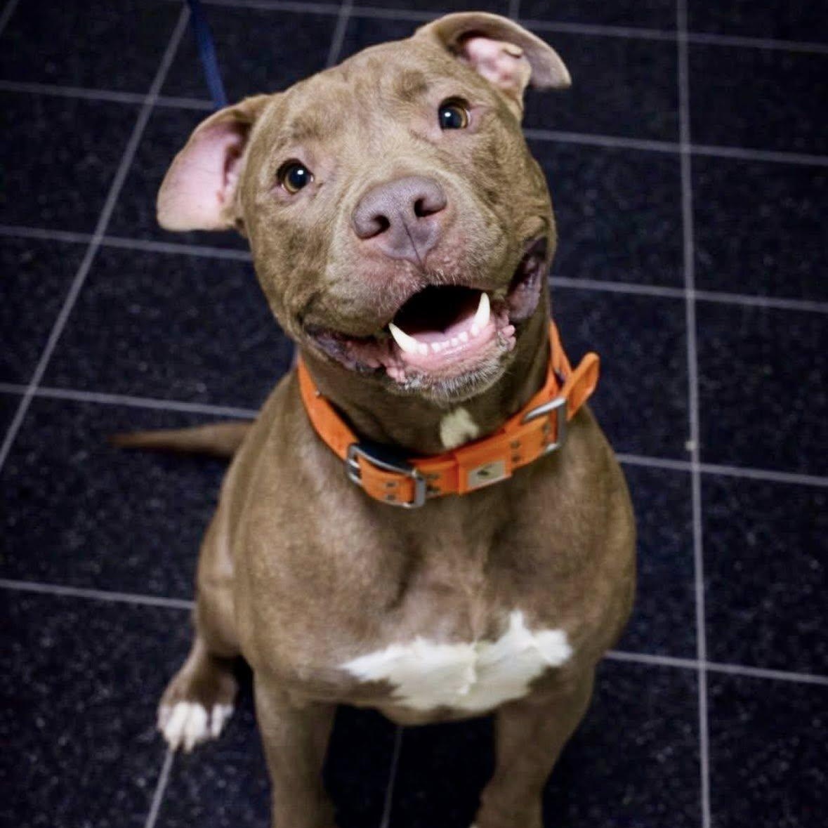 Enlarge Teddy, a ADOPTABLE mixed breed image 1/2