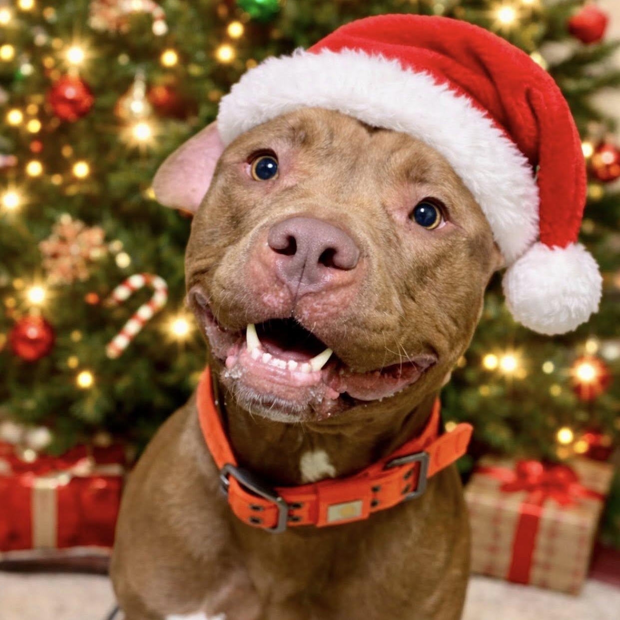 Teddy, ADOPTABLE, Adult Male Pit Bull Terrier.