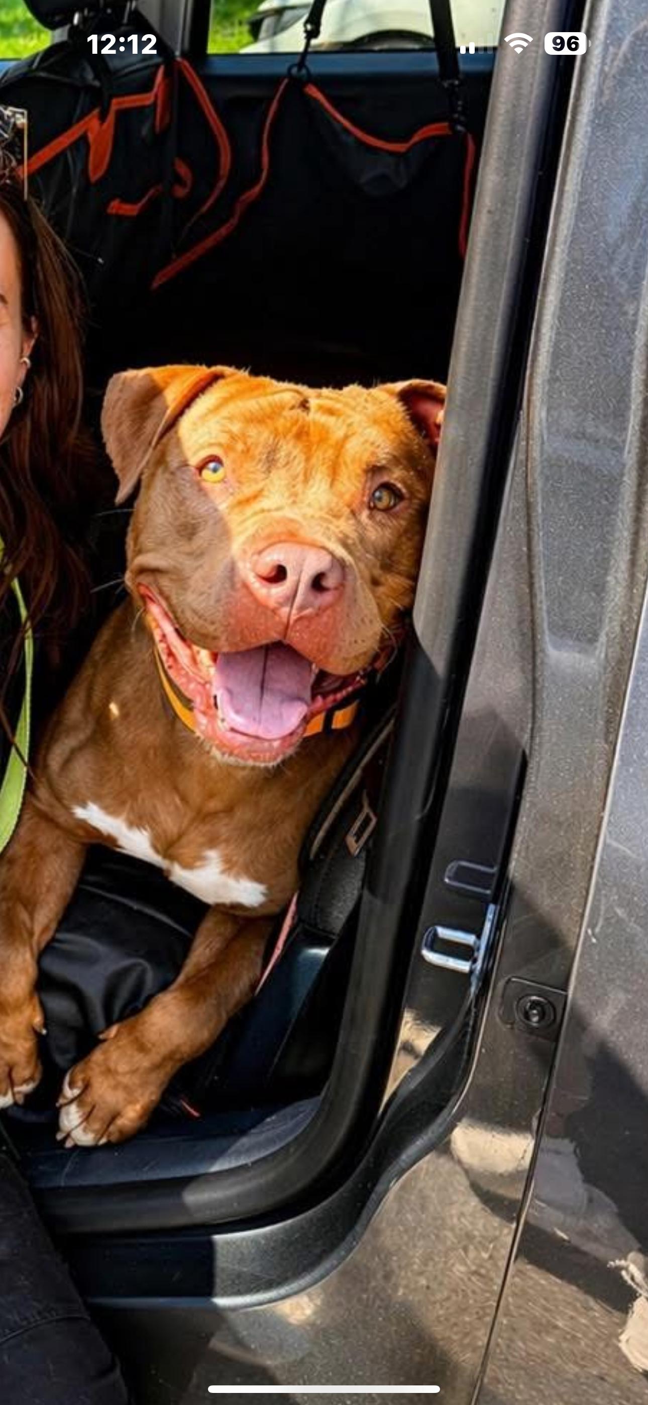 Enlarge Teddy, a ADOPTABLE mixed breed in Battle Creek, MI image 1/3