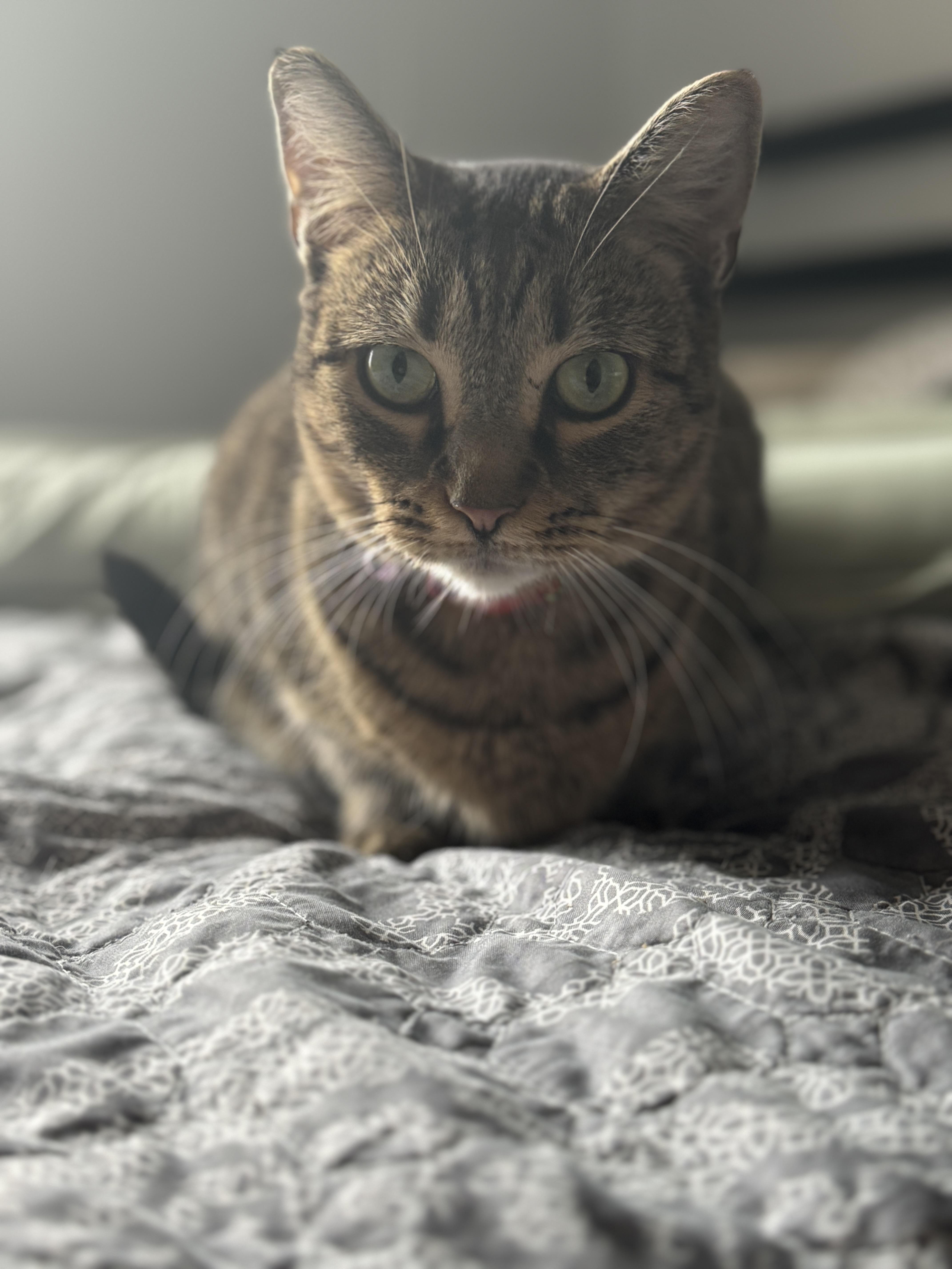 Darla, Adopted, Young Female American Shorthair.