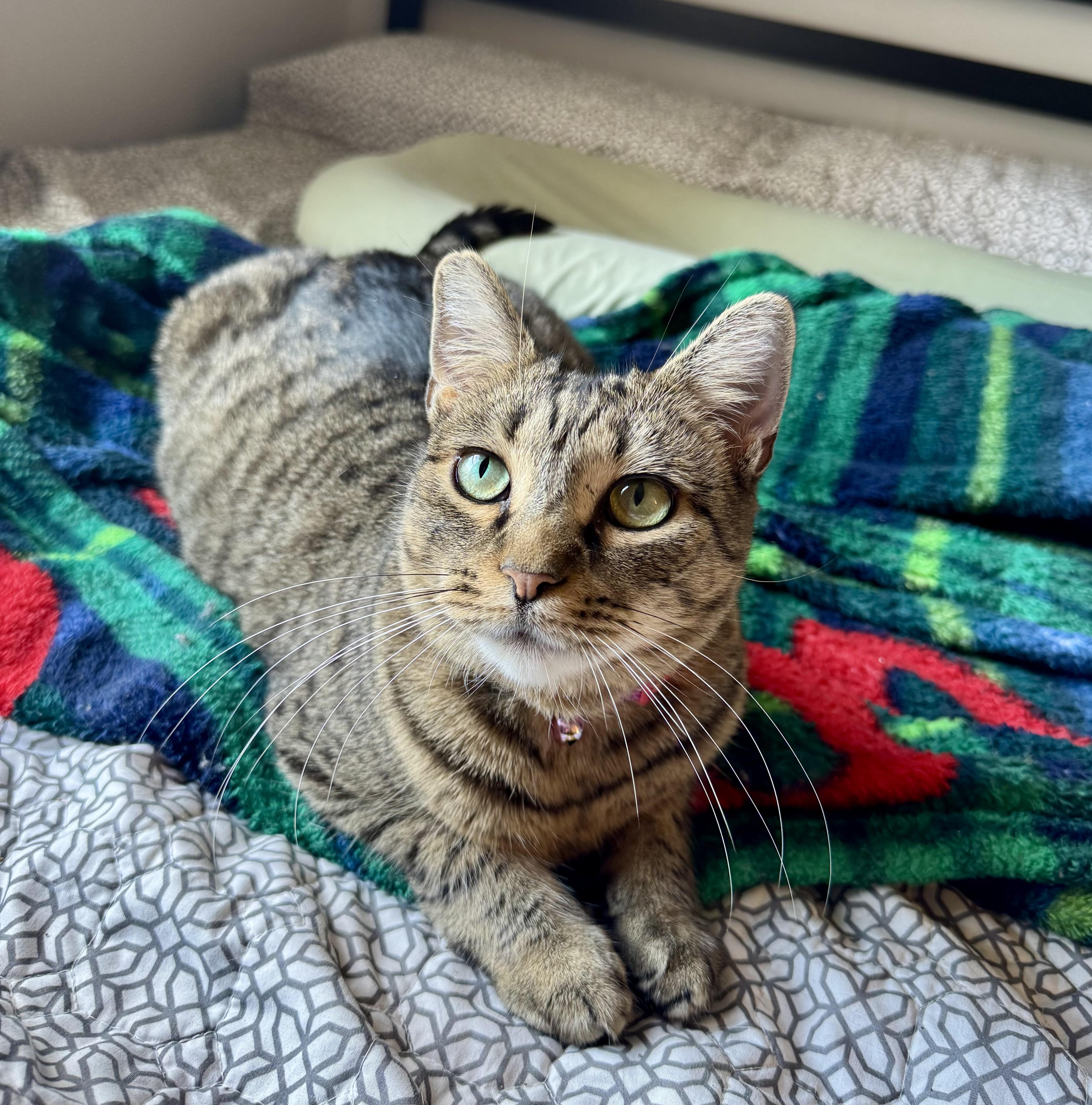 Darla, a Adopted American Shorthair in Galloway, NJ image 2/4