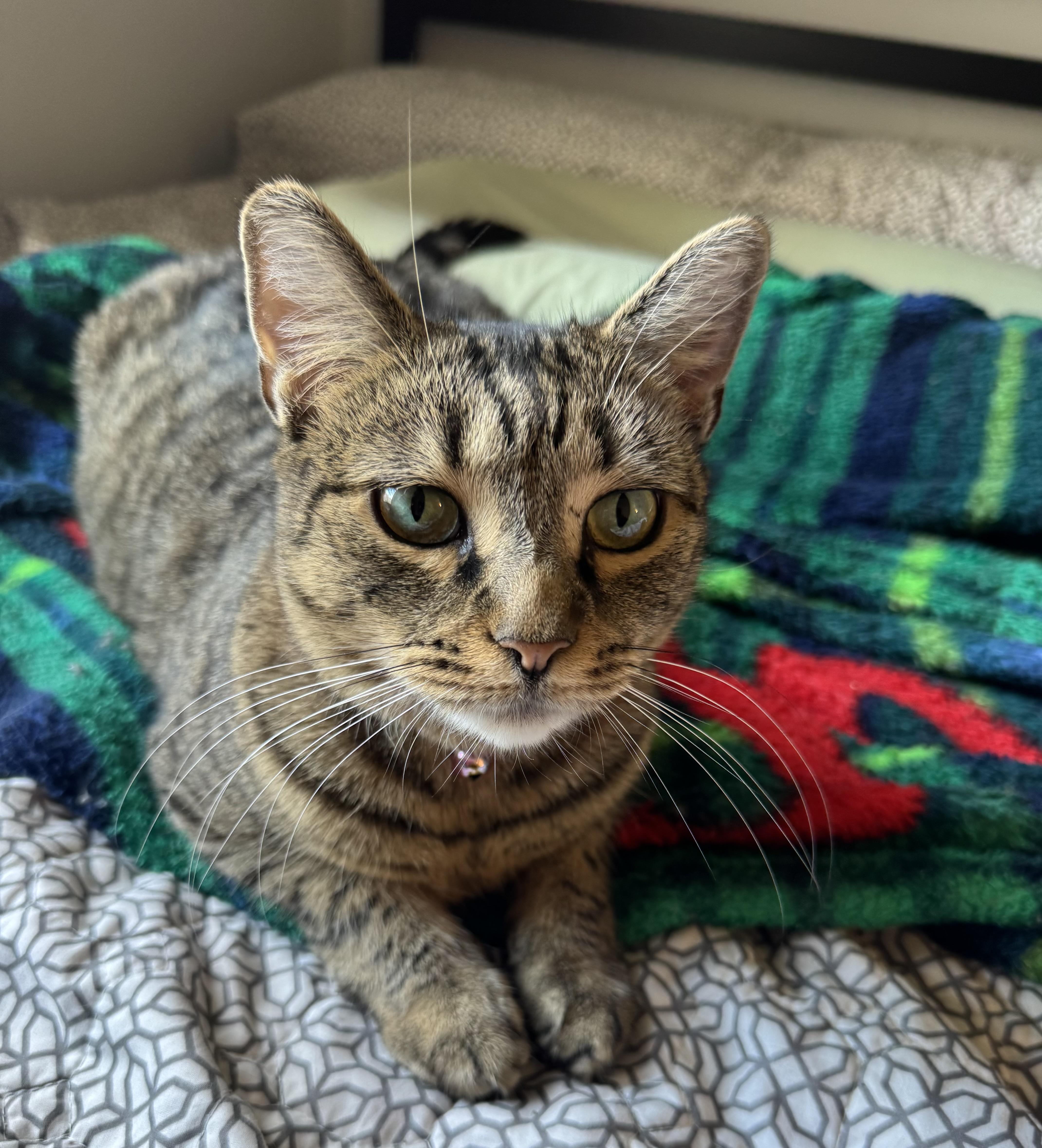 Darla, a Adopted American Shorthair in Galloway, NJ image 3/4