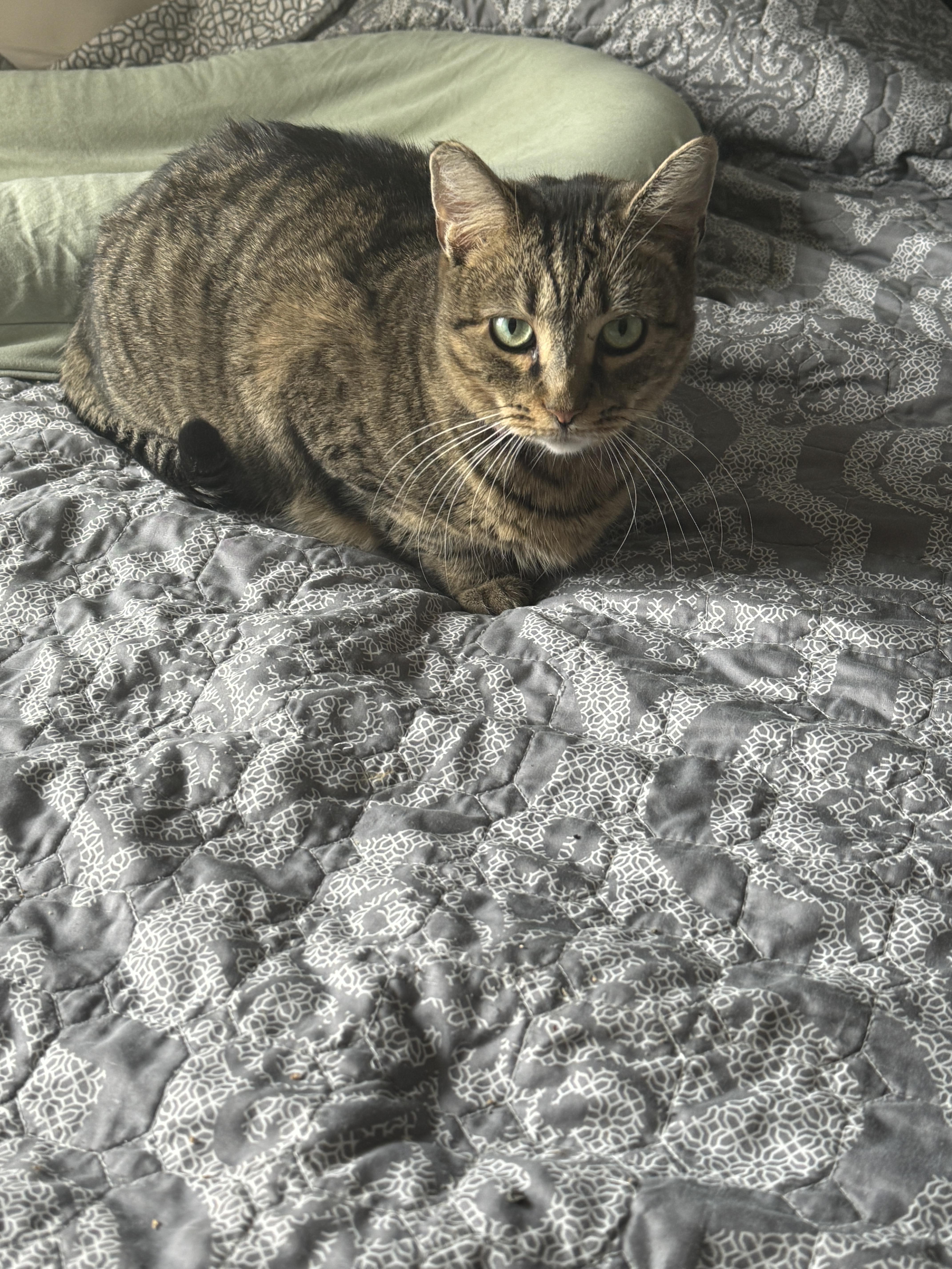 Darla, a Adopted American Shorthair in Galloway, NJ image 4/4