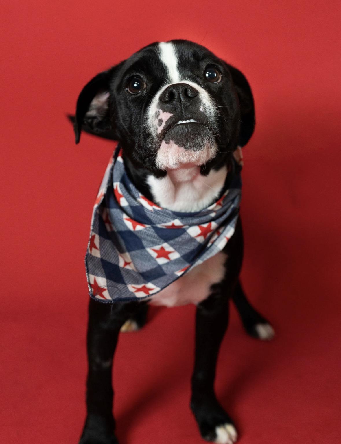Shay, an adopted mixed breed in Little Falls, MN image 2/2