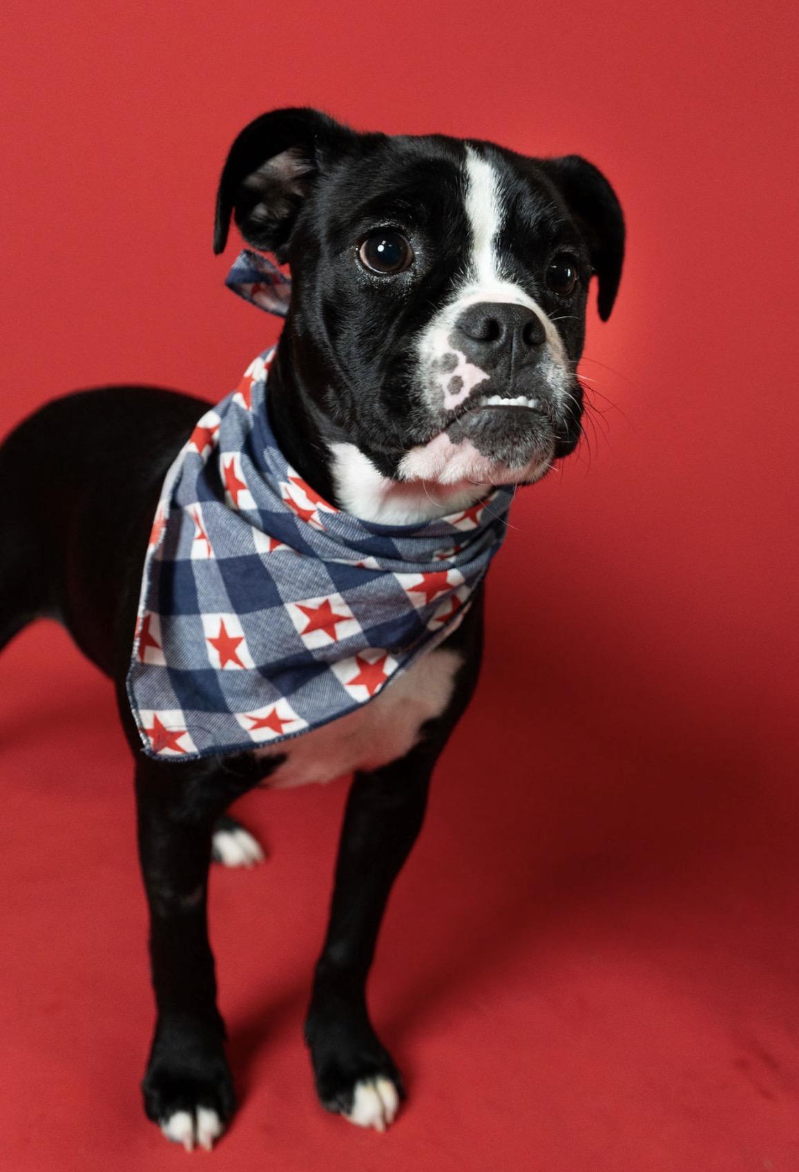 Shay, adopted, Young Female Boston Terrier.