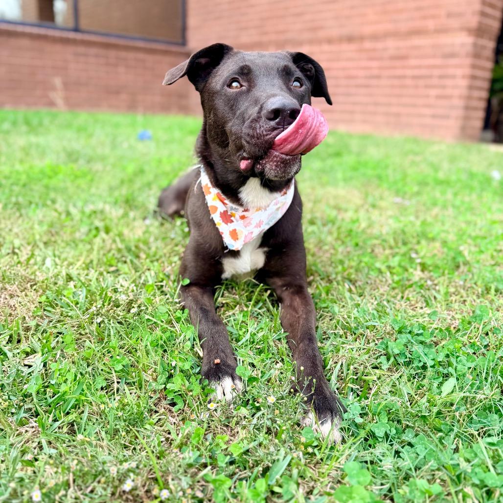 Fireball — thumbnail 5